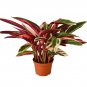 Stromanthe Triostar - 6" Pot