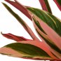 Stromanthe Triostar - 6" Pot
