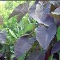 Black Magic Elephant Ear Live Plant - Colocasia esculenta