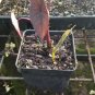 Black Magic Elephant Ear Live Plant - Colocasia esculenta