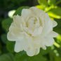 2 Plants Grand Duke Jasmine