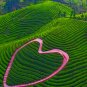 15 Flavors Natural Chinese Tea Oolong Black Green Milk Oolong Ginseng Flower Tea