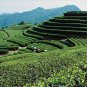 15 Flavors Natural Chinese Tea Oolong Black Green Milk Oolong Ginseng Flower Tea