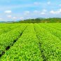 15 Flavors Natural Chinese Tea Oolong Black Green Milk Oolong Ginseng Flower Tea