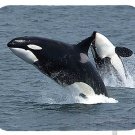 mouse pad KILLER WHALE orca