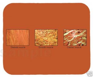 mouse pad MUSCLE TISSUE TYPES