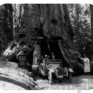 mouse pad WAWONA TREE yosemite national park redwood