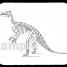 mouse pad IGUANODON SKELETON by o.c. marsh mouse pad