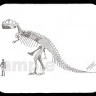 mouse pad TYRANNOSAURUS REX SKELETON mouse pad