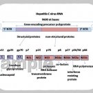 mouse pad HEPATITIS C RNA virus genetics