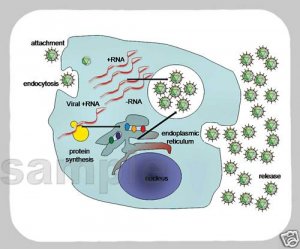 mouse pad HEPATITIS C HCV REPLICATION CYCLE