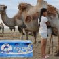 New Original 1 Box (20 Sachets) Pure Camel Milk Powder Abu Dhabi Packet Drink EXP 2022