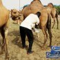 New Original 1 Box (20 Sachets) Pure Camel Milk Powder Abu Dhabi Packet Drink EXP 2022