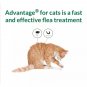 BAYER Advantage-Cat of Flea Treatment for Weight Over 9 lbs / 4kg EXP 2025