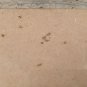 20 Boxes of New Miraculous Ant and Roach Killer Chalk