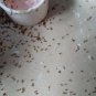 40 Boxes of New Miraculous Ant and Roach Killer Chalk
