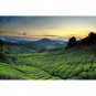 BOH Plantation TEH TARIK Kurang Manis Less Sweet 12 Packet 27g each Malaysia Tea