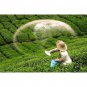 BOH Plantation Cameron Highland Tea 100 teabags Foil Sealed Malaysia Cameron Tea