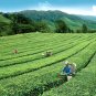 BOH Plantation Cameronian Gold Blend Tea 60 teabags Foil Sealed Malaysia Cameron