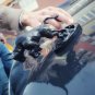 Attacking bull hood ornament (car radiator mascot)
