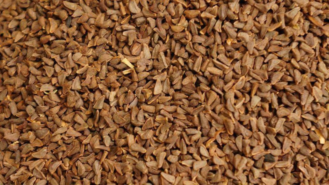 Organic Wild Desert Syrian Rue seeds Harmal (Peganum harmala 50 grams