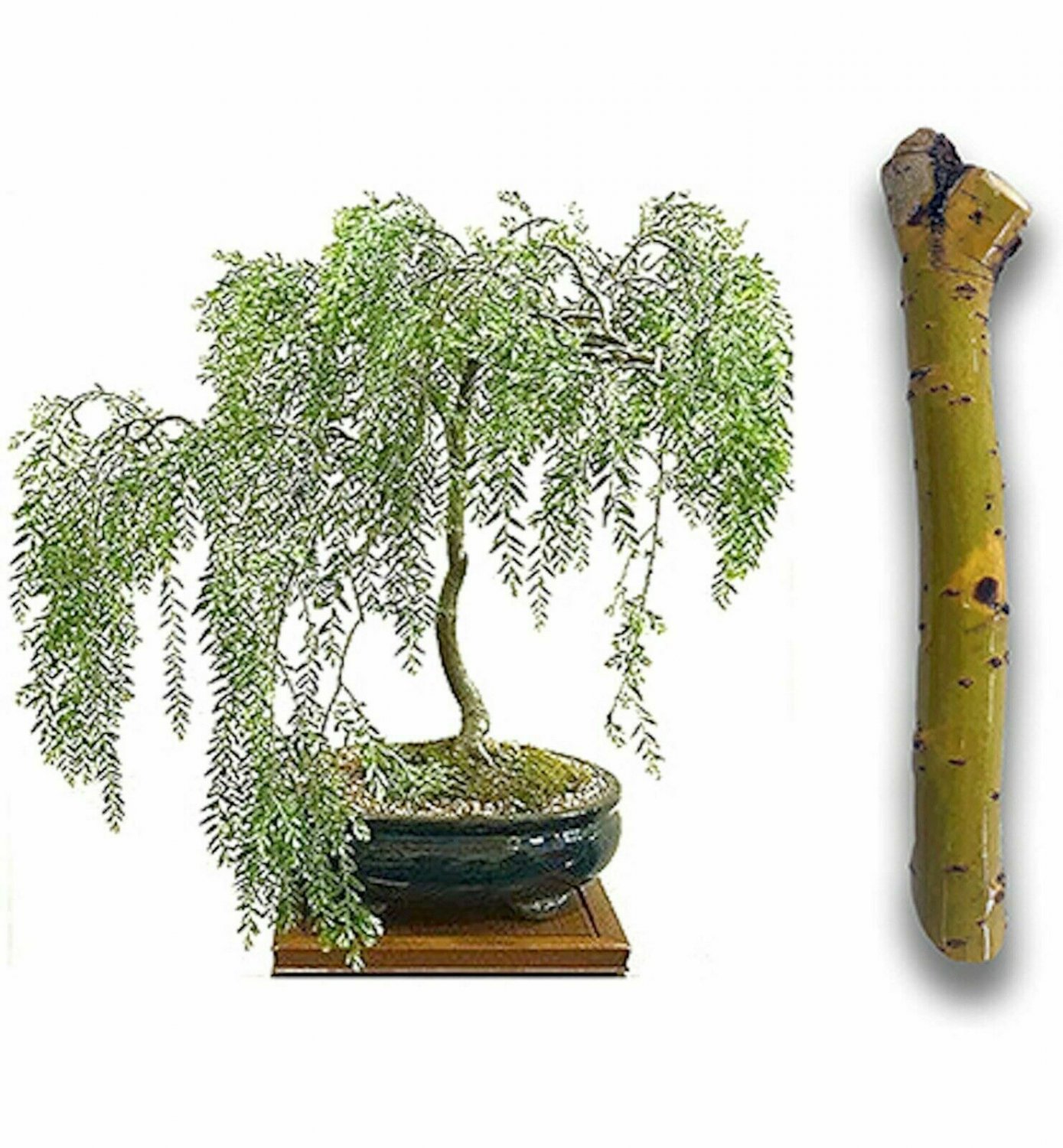 BONSAI CUTTING START! Weeping Willow Tree Cutting Thick Trunk Start Dwarf Bonsai