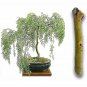 BONSAI CUTTING START! Weeping Willow Tree Cutting Thick Trunk Start Dwarf Bonsai