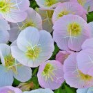 500+SHOWY/MEXICAN EVENING PRIMROSE Seeds Night Blooms Groundcover/Container SALE