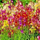 2000+TOADFLAX/SPURRED SNAPDRAGON MIX Flower Seeds Summer to Fall DWARF 12" Tall
