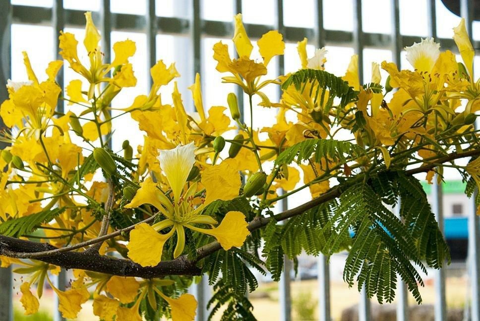 Jacaranda Mimosifolia ( FLAMBOYAN YELLOW ) TREE LIVE 4''-8'' (Delonix ...