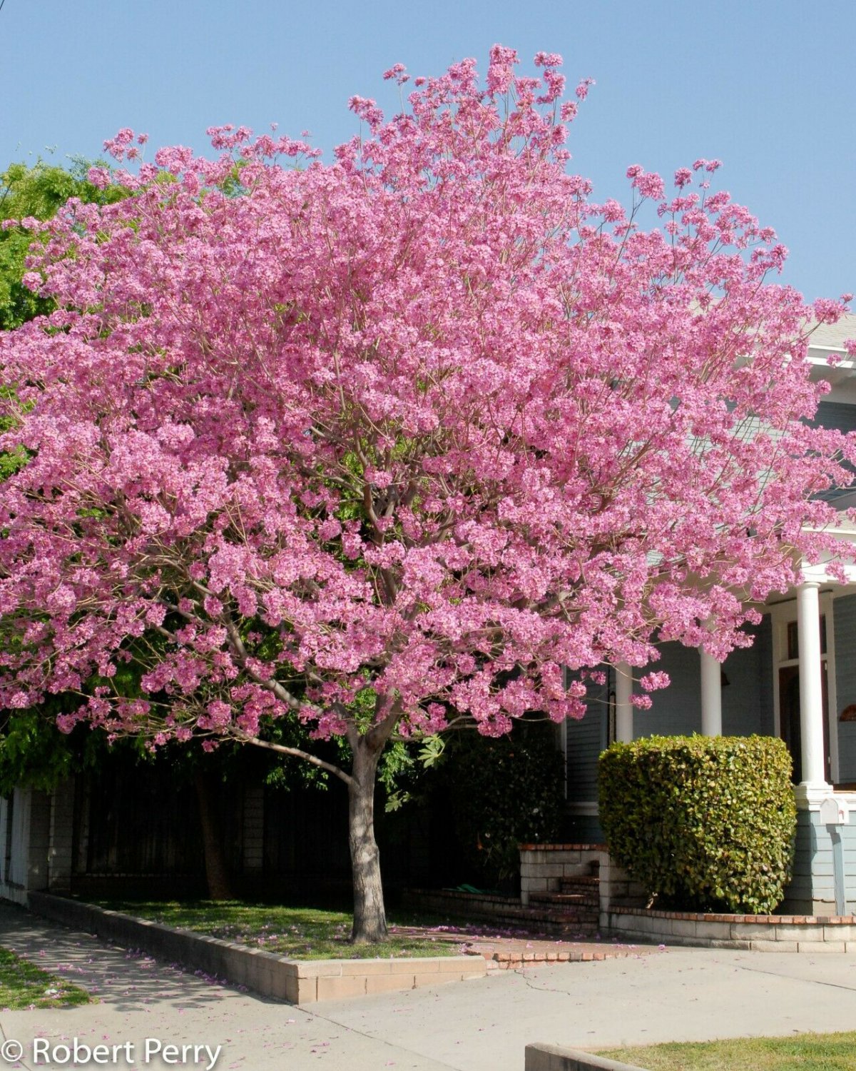 Pink Trumpet Tree. live plants Tabebuia heterophylla (Bignoniaceae) 10'' to 15''