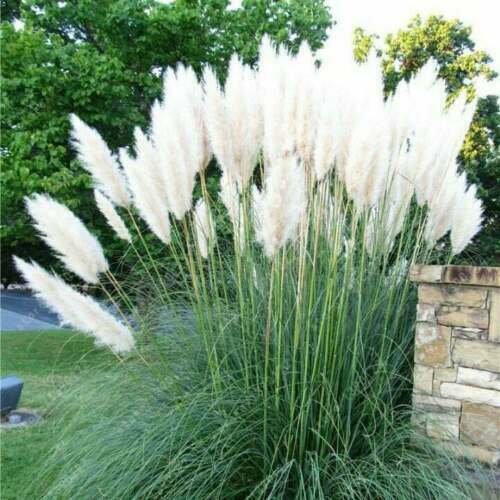 4 WHITE PAMPAS GRASS PLUGS , MATURE PLANTS ORNAMENTAL GRASSES