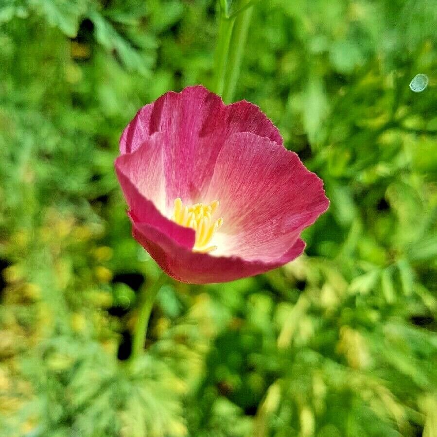 1000+CARMINE KING CALIFORNIA POPPY Flower Seeds Native Wildflower ...