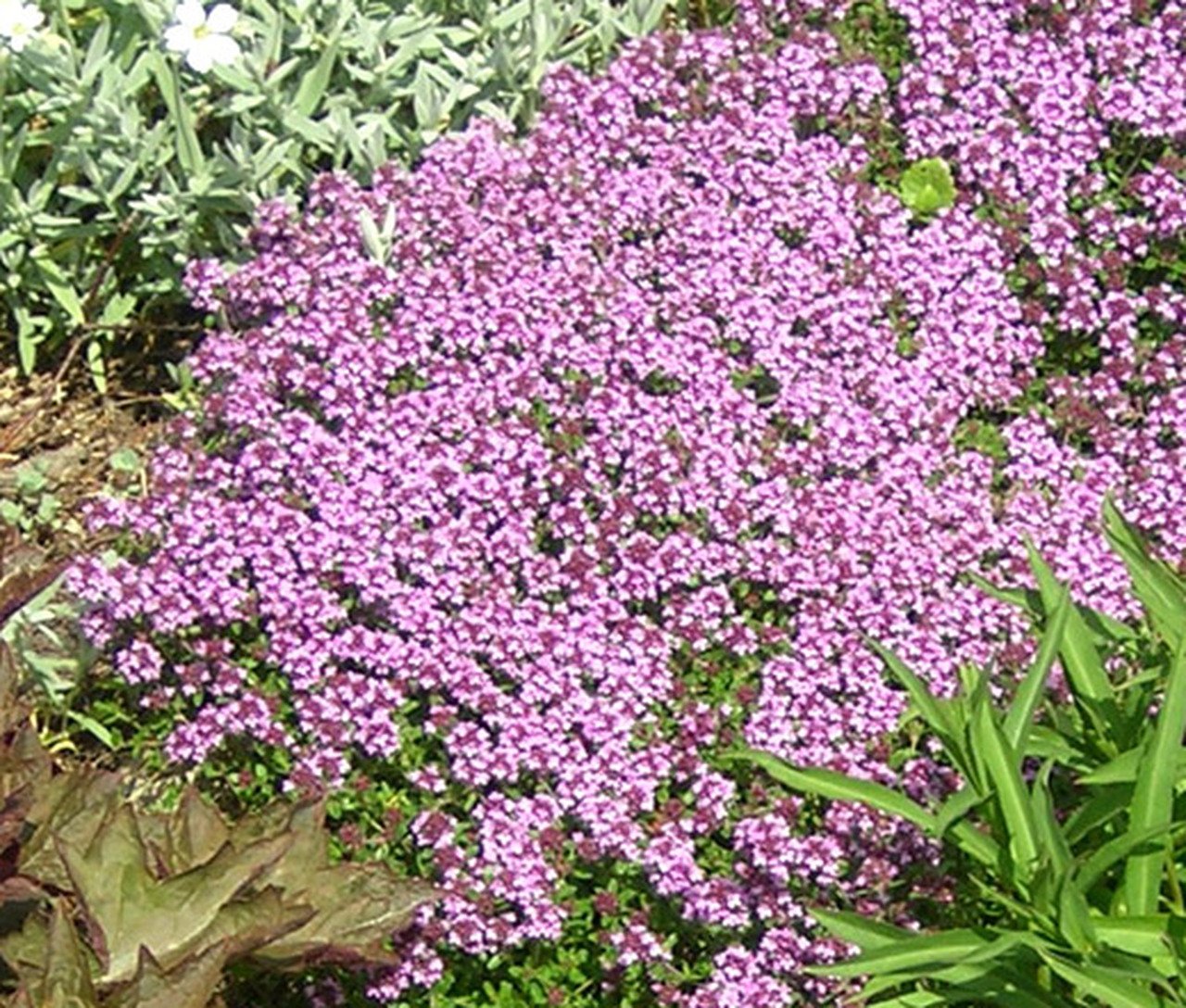 Creeping Thyme Dwarf Ground Cover Thymus Serpyllum 500 Seeds 5622