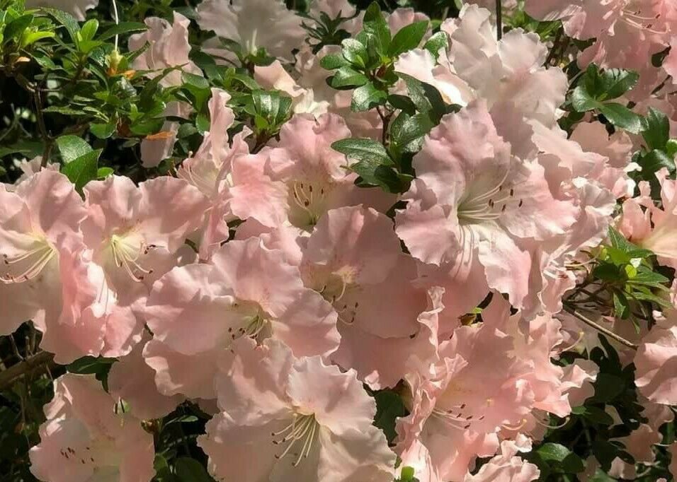 ~~GWENDA~~Azalea Rhododendron Deciduous Starter Plant~~VERY RUFFLED SOFT PINK