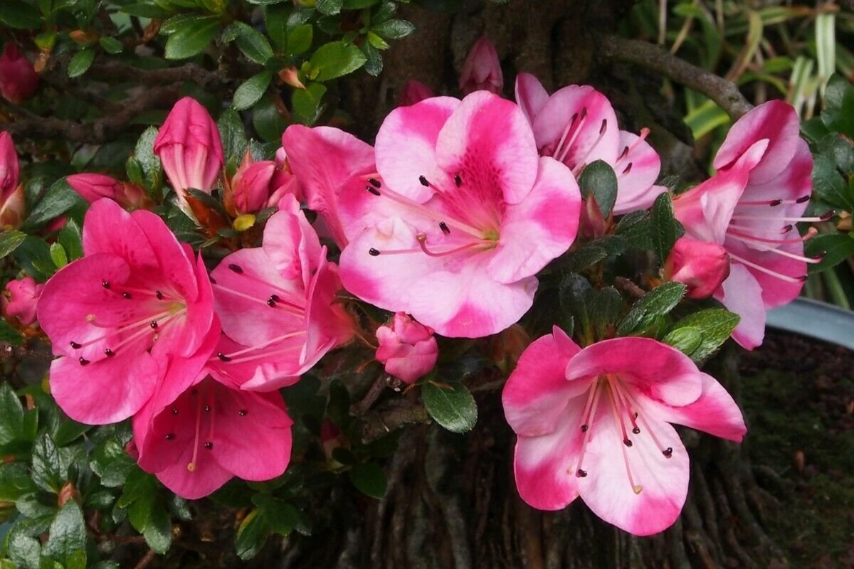 ~~KOBAI 2~~Azalea Rhododendron Deciduous Starter Plant~~STUNNING BI ...