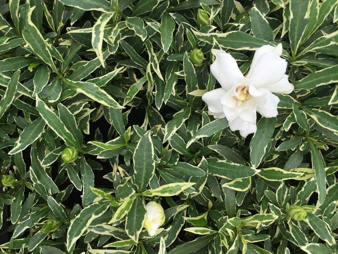 ~GARDENIA VARIEGATA~Gardenia Jasminoides Plant~~Intensely Fragrant ...