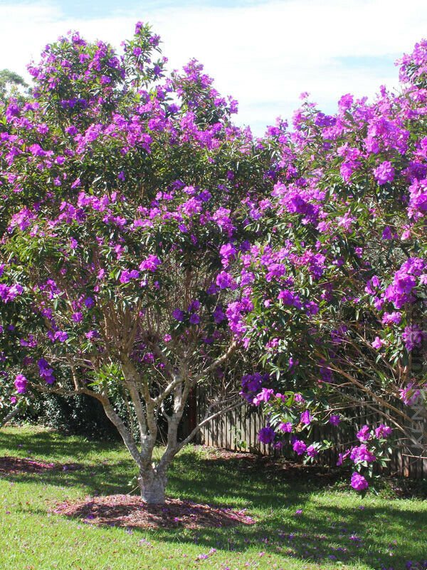 ~~ Ecuador Purple Princess Glory Bush Plant~~Tibouchina Lepidota grandifolia~~
