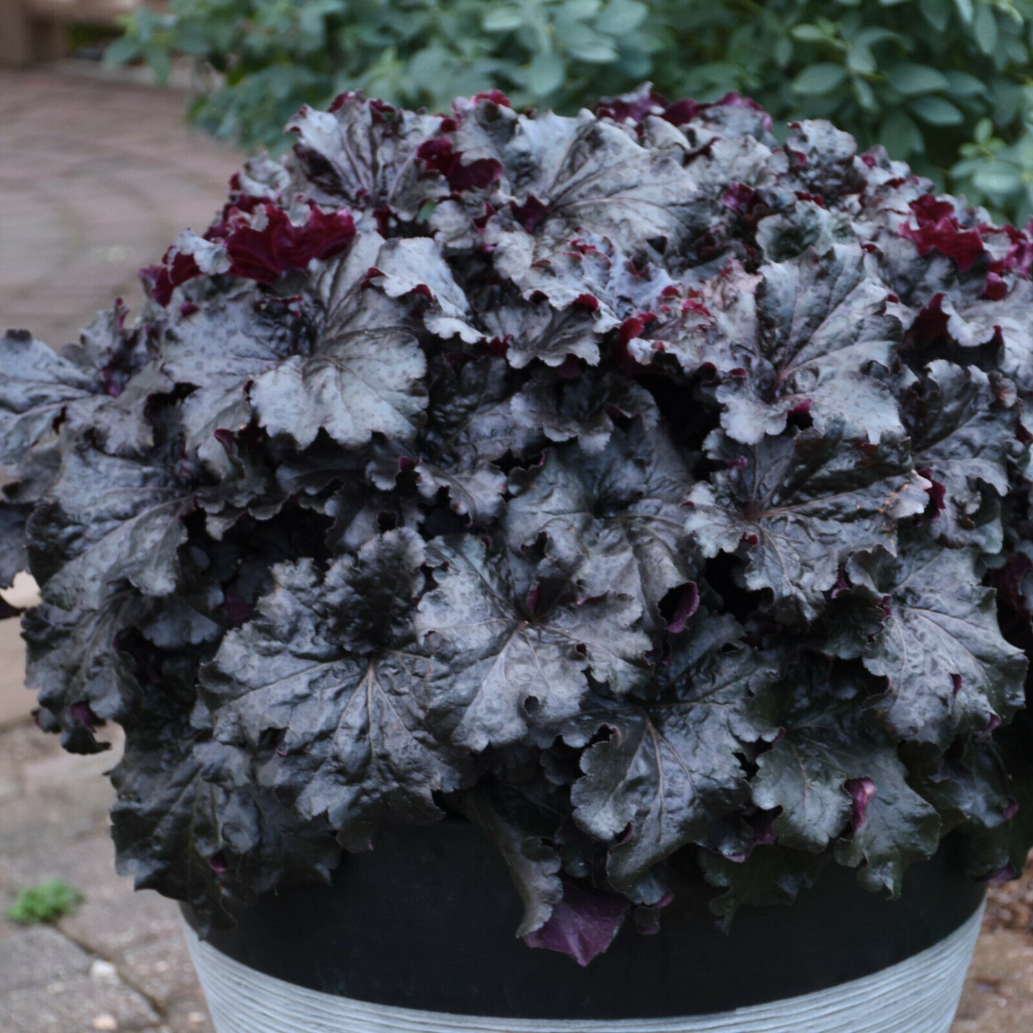 heuchera DRESSED UP EVENING GOWN new coral bells 2.5 pot = 1 Live 