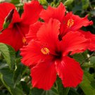 TROPICAL RED HIBISCUS WELL ROOTED 3 TO 5 INCHES LIVE STARTER PLANT