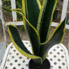 Sansevieria trifasciata Black Gold live plant Succulent Plant 5''to10''