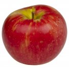 HONEYCRISP APPLE 4-6 FT TREE PLANT SWEET JUICY APPLES FRUIT TREES PLANTS