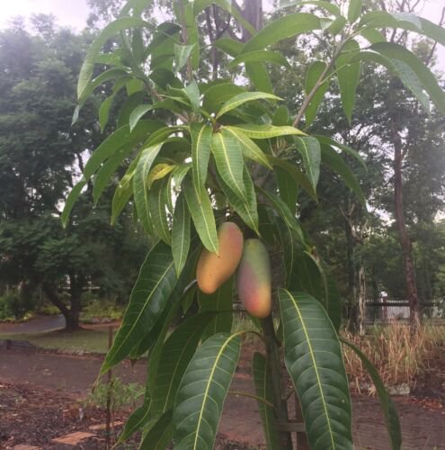 Mango Mahachanok (mangifera) Tropical Fruit Tree 12”-24"