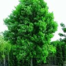 SET OF 2 SILVER MAPLE TREE LIVE STARTER PLANT 12 TO 18 INCH