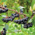 BLACK CHOKEBERRY SHRUB 2 TO 3 YEARS OLD 18 TO 24 INCHES
