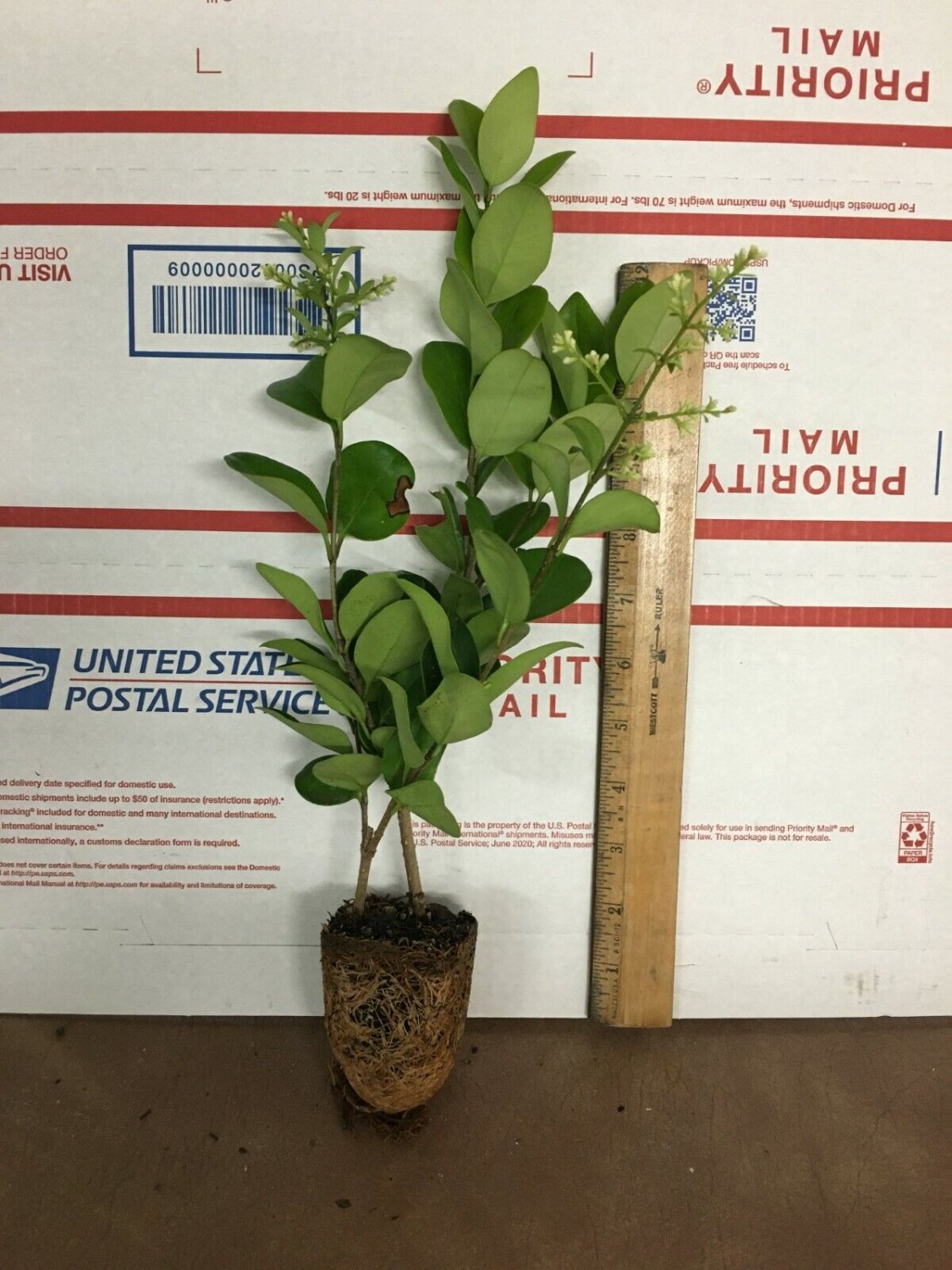 Lucidum Ligustrum - Live Plant