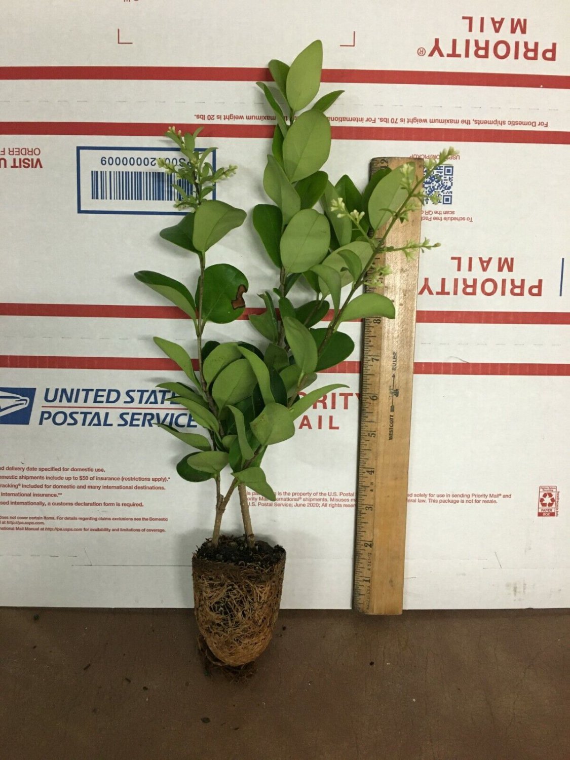 2 Lucidum Ligustrum - Live Plant