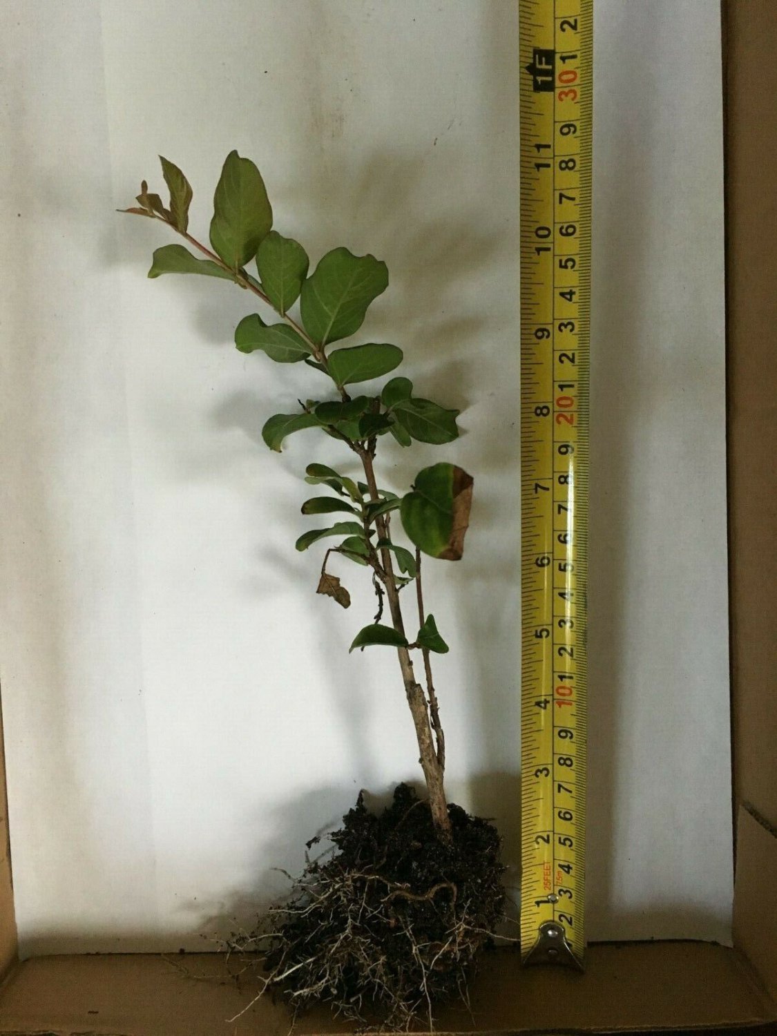 2 Crape Myrtle Catawba - These are small starter plants less than 12 inches tall