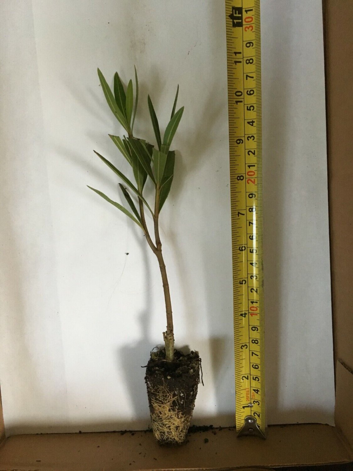 2 White Oleander - Live Plants - These are small starter plants.