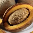 Mamey Puerto Rico Tropical Fruit TREE 1'-2'